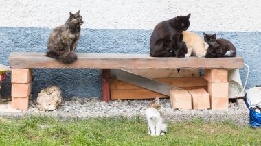 Kedi ailesi - kedi ve yavru kedi