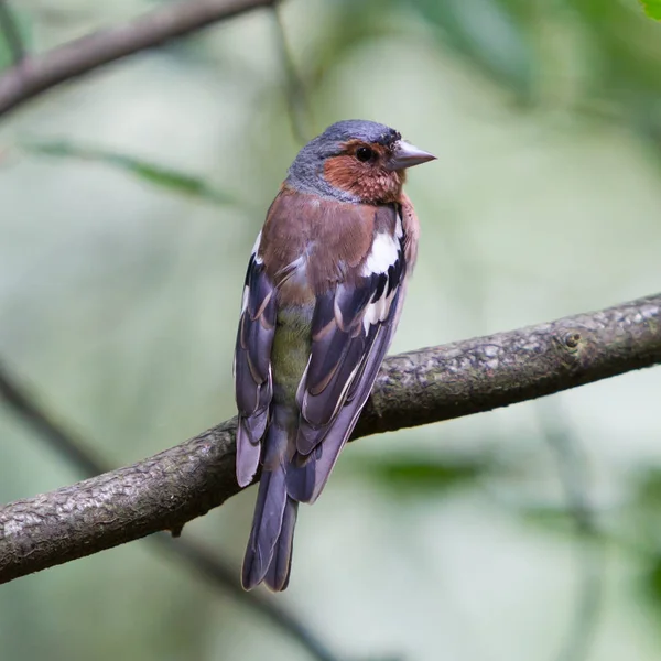 Close-up de um Chaffinch Comum masculino (Coelebs Fringilla ) — Fotografia de Stock