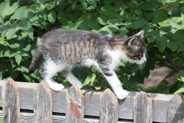 komik küçük kedi yavrusu