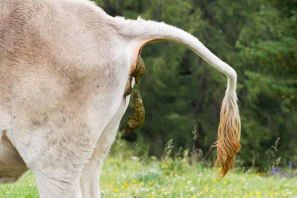 Tehén pooing egy mező — Stock Fotó