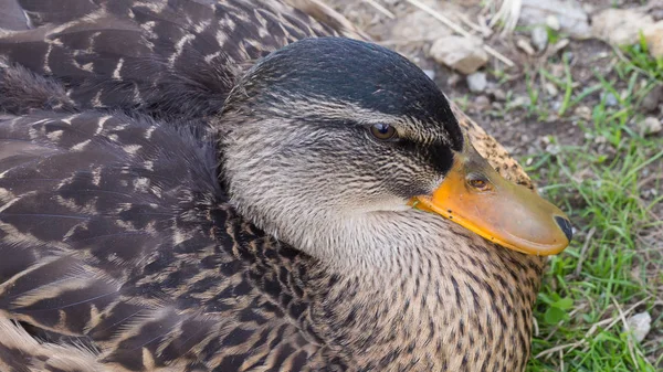 Pato salvaje (ánade real, hembra ) — Foto de Stock