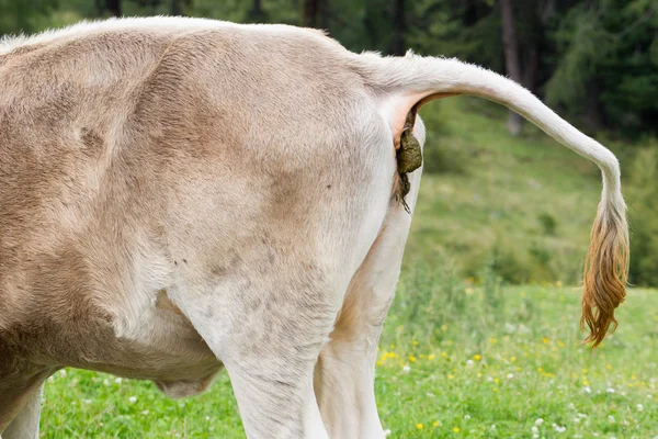 Cacca di mucca su un campo — Foto Stock