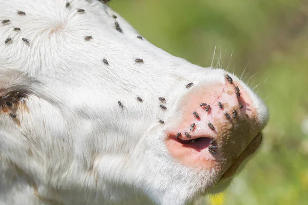 Vaca leiteira em um prado, Áustria — Fotografia de Stock