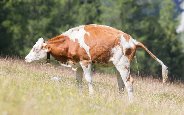 Vaca leiteira em um prado fazendo xixi, Áustria — Fotografia de Stock
