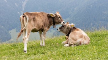 Süt inekleri bir çayırda, Avusturya