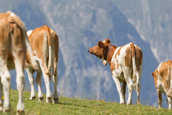 Mjölkko i en äng, Österrike — Stockfoto