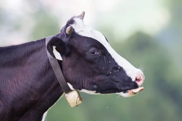 奶牛在一片草地，奥地利 — 图库照片