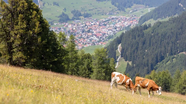 Melk koe in een weiland, Oostenrijk — Stockfoto