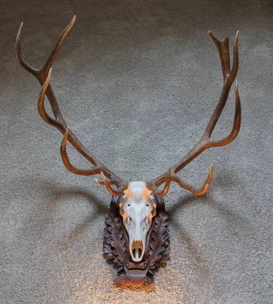 Large deer hunting trophy — Stock Photo, Image