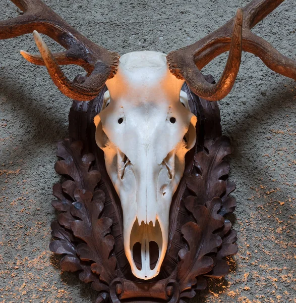 Büyük geyik avcılık kupa