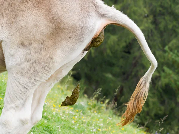 Vaca cagando em um campo — Fotografia de Stock