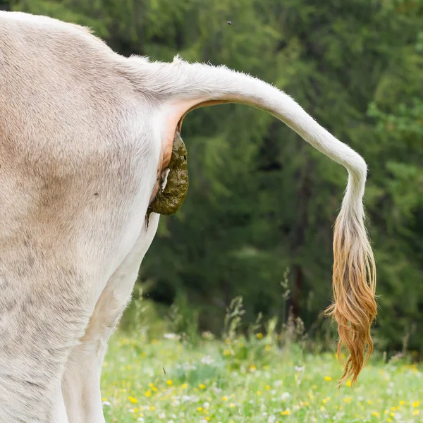 Vaca cagando em um campo — Fotografia de Stock