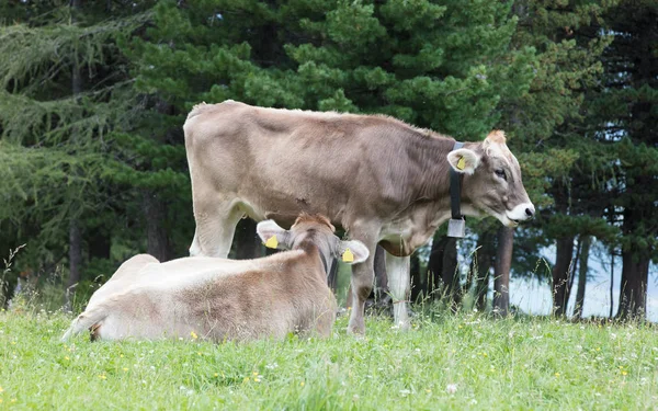 Tejet a tehenek a réten, Ausztria — Stock Fotó