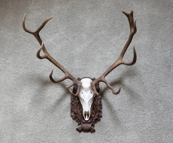 Large deer hunting trophy — Stock Photo, Image