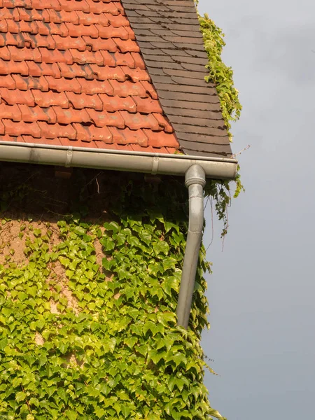 House overgrown by ivy — Stock Photo, Image