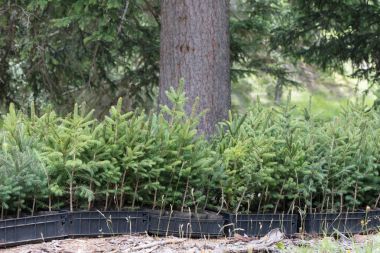 Bir ormanda dikilmek için bekleyen küçük çam ağaçları