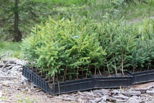 Pequeños pinos esperando ser plantados en un bosque — Foto de Stock