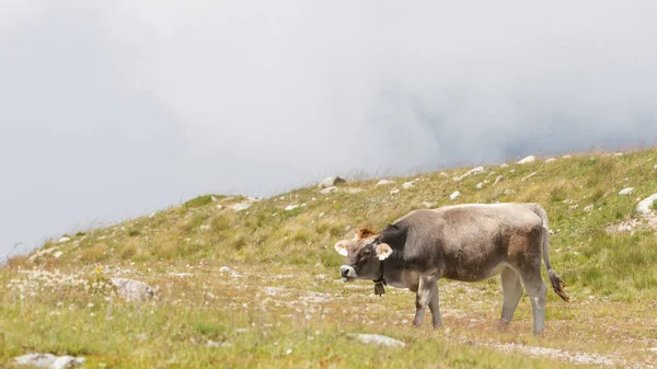 Vaches laitières dans un pré, Autriche — Photo