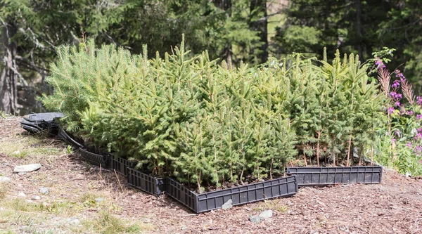 Small pine trees waiting to be planted in a forest — Stock Photo, Image