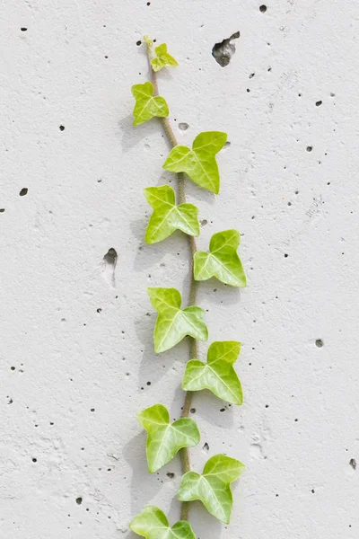 Oude cement muur achtergrond met klimop boom klimmen — Stockfoto