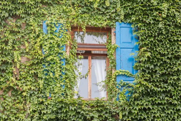 Ivy tarafından büyümüş evi — Stok fotoğraf