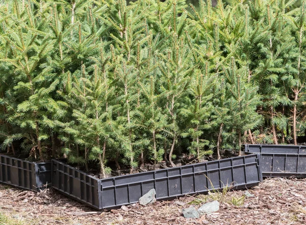 Pequeños pinos esperando ser plantados en un bosque — Foto de Stock