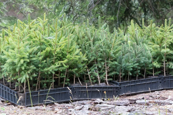 Pequeños pinos esperando ser plantados en un bosque — Foto de Stock