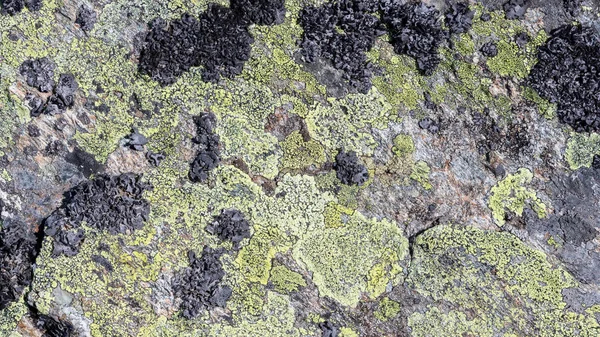 Grande rocha com algas e musgo — Fotografia de Stock