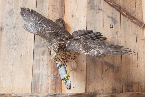 Taxidermie - oude resten van een Buizerd — Stockfoto