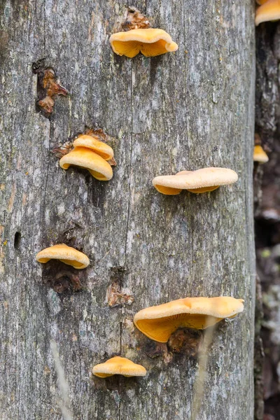 Ağaçtaki mantarlar