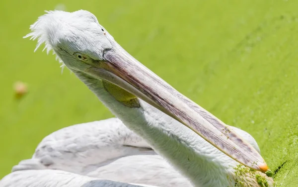 Pink-backed Pelican - Pelecanus rufescens — Stock Photo, Image