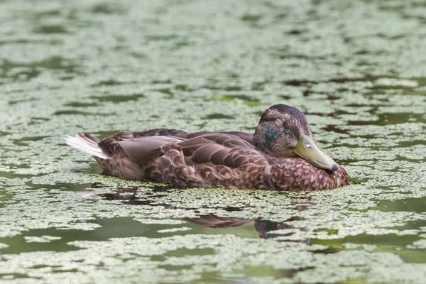 Stockenten-Weibchen schwimmt im Wasser — Stockfoto