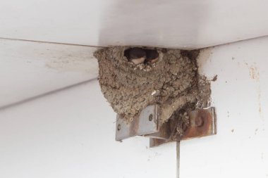 Genç ahır yutmak ebeveynlere beslenme bekliyor