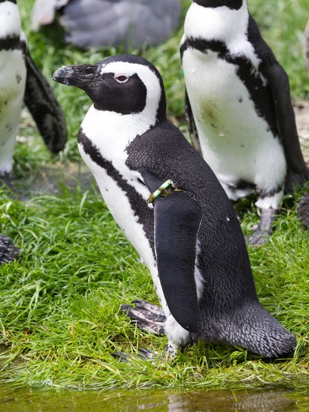 Pingüino africano, Spheniscus demersus — Foto de Stock