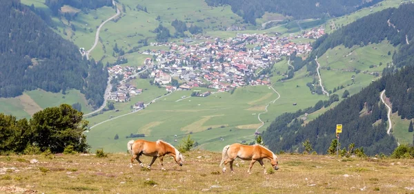 Twee paarden grazen op grasland — Stockfoto