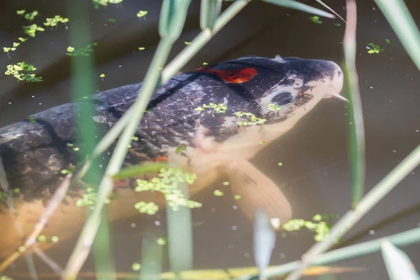 Vijver met een grote koi carper — Stockfoto