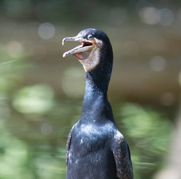 Adult cormorant resting — Stock Photo, Image
