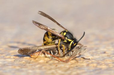 Bir çekirge kafa WASP kesme