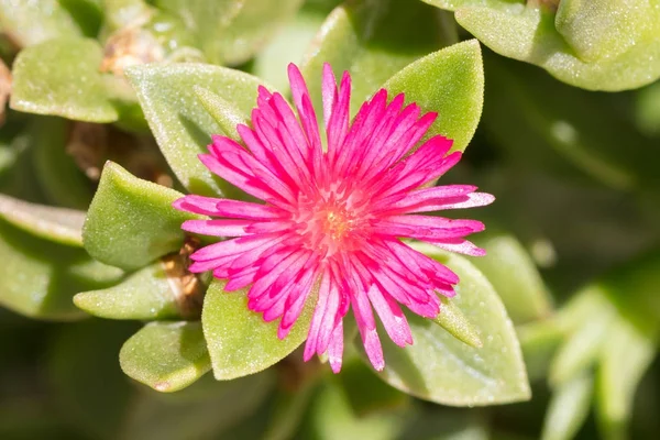 Flower in the summer — Stock Photo, Image