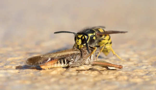 Wasp skärning av ett gräshoppor huvud — Stockfoto