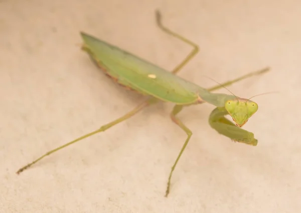 Vihreä rukoilijasirkka seinällä (Mantis eligiosa ) — kuvapankkivalokuva