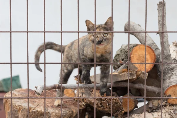 Lindo gatito sin hogar en Grecia — Foto de Stock