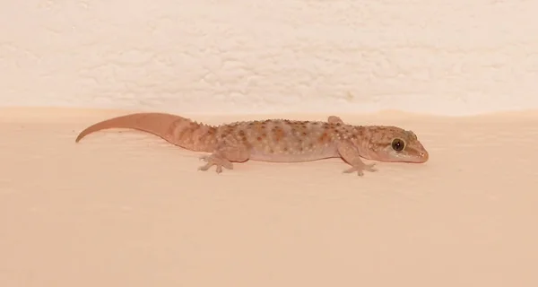 Petit lézard dans une maison en Grèce — Photo