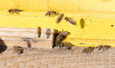 Bir arı kovanı closeup