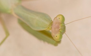 Bir duvara (Mantis bileğinde yeşil peygamber devesi)
