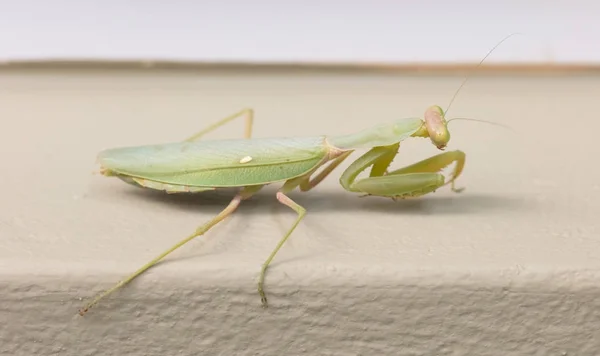 Grøn bedende mantis på en væg (Mantis religiosa ) - Stock-foto