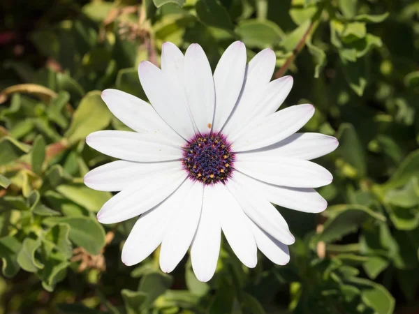 Flor no verão — Fotografia de Stock