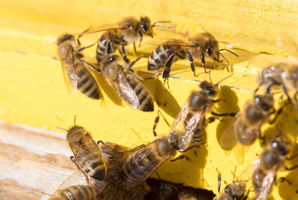 Close-up van een bijenkorf — Stockfoto