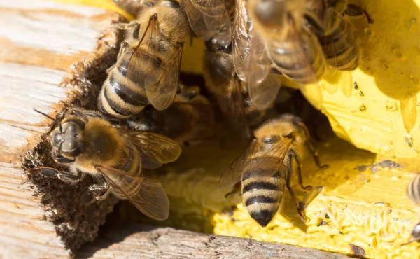 Closeup of a beehive Stock Picture