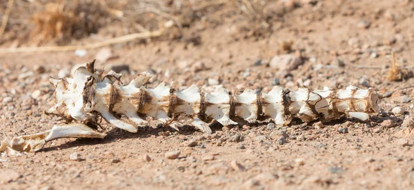 Bot rug van een wild dier — Stockfoto